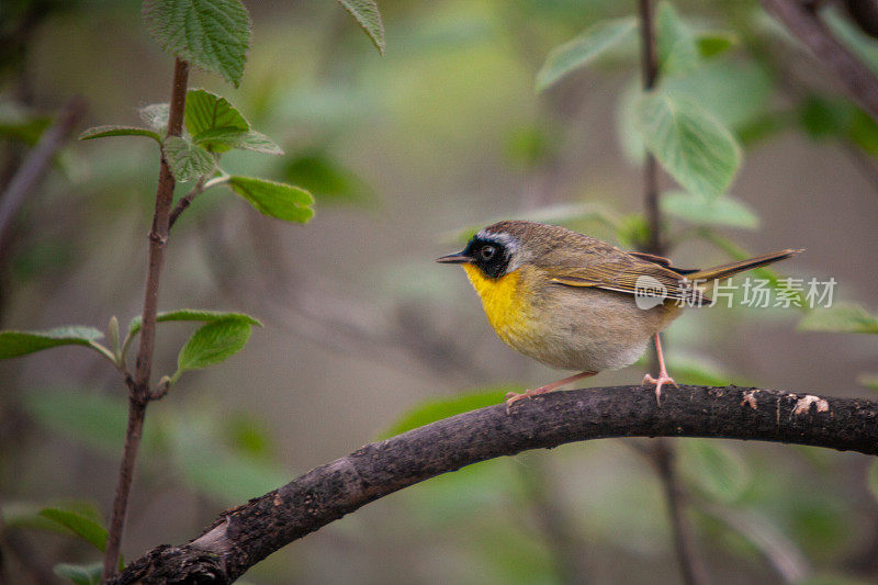 普通雄性黄喉鸟，(geothlyypis trichas)， Mascarita Común，雄性蒙面莺。